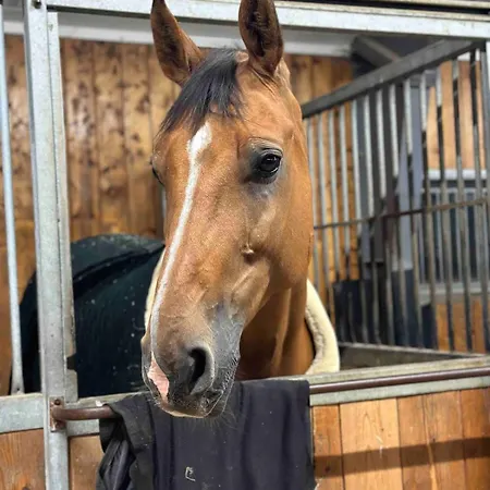 Leilighet To At Our Beautiful Horse Farm! *