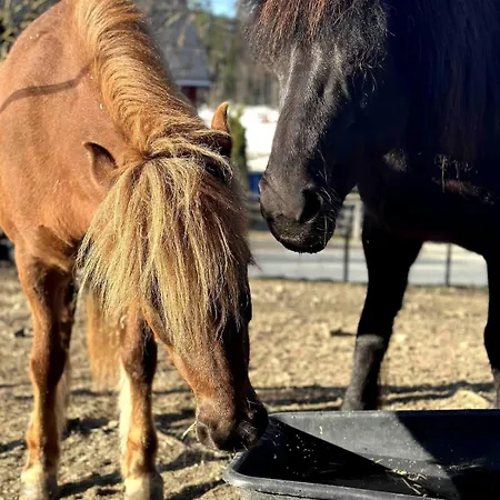 Leilighet To At Our Beautiful Horse Farm! *